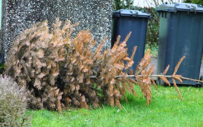 DÉCHETS VERTS : où l&rsquo;on peut jeter son sapin de Noël