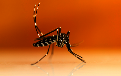 Information « Le moustique tigre » : Vidons, asséchons, protégeons et entretenons