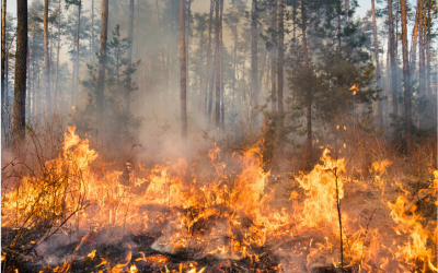 Risque de feux de forêt de niveau très élevé: mesures de restriction à compter du 24 juillet 2026